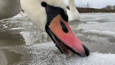 Swan grabbing bread Video stock 229165885