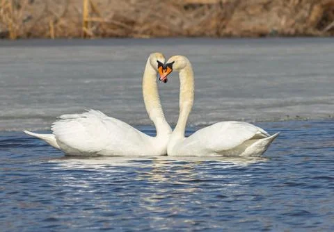 Swan grace. Stock Photos