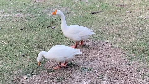 Swan the graceful bird Stock Footage 295432630