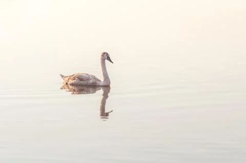 Swan, graceful bird on the water surface of the lake. Stock Photos