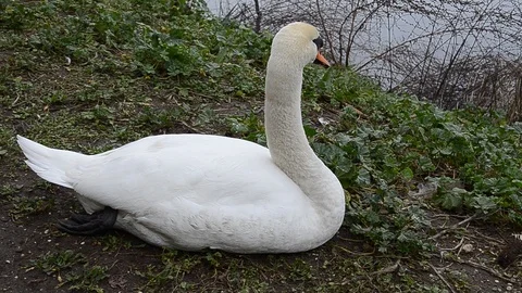Swan in the grass Stock Footage 124290598