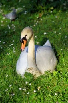 Swan in the grass 스톡 사진