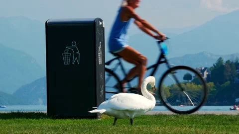 Swan grazing next to a garbage bin. Sunny lake in the background. Video stock 152733318