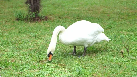 Swan on green grass Stock Footage 228806920