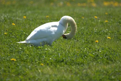 Swan in a green meadow in Altenrhein in Switzerland 21.4.2021 Stock Photos