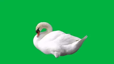 Swan Greenscreen 38 Stock Footage 198585523