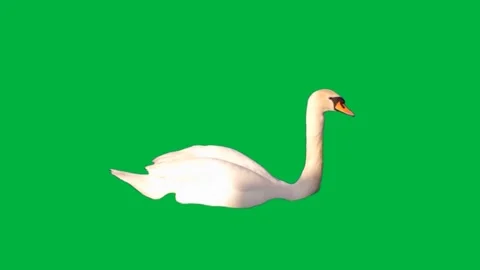 Swan Greenscreen 71 Stock-Footage 198652768