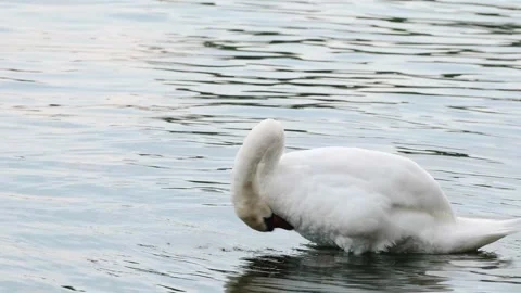 Swan Grooming Feathers in Calm Water Nature Video. Stock Footage 331944853