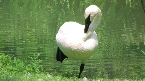 Swan Grooming 動画素材 97436