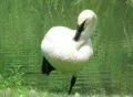 Swan Grooming Footage