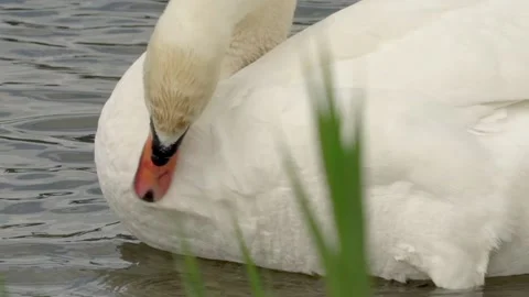 Swan grooming Video stock 142200088