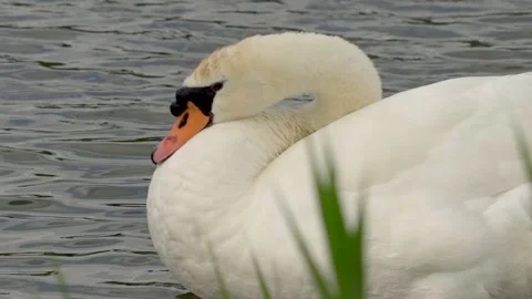 Swan grooming Stock Footage 142212159