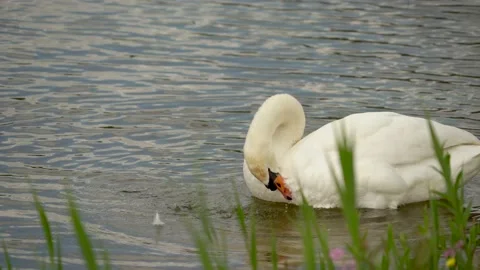 Swan grooming Stock Footage 142212560