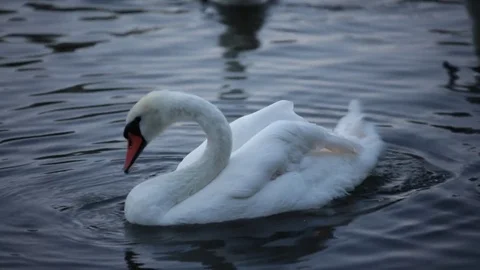 Swan grooming himself in the river Stock Footage 77283559