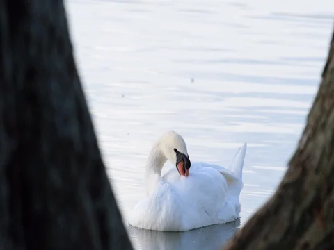 Swan Grooming Self Through Tree Branches Stock Footage 70796092