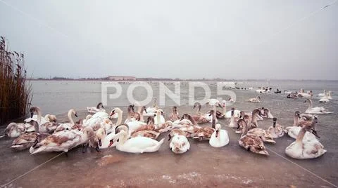 Swan, a group of birds, wide screen. Stock Photos
