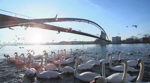 Swan group. flying seagulls. slow motion. bridge landscape. lake pond Stock-Footage 64538419