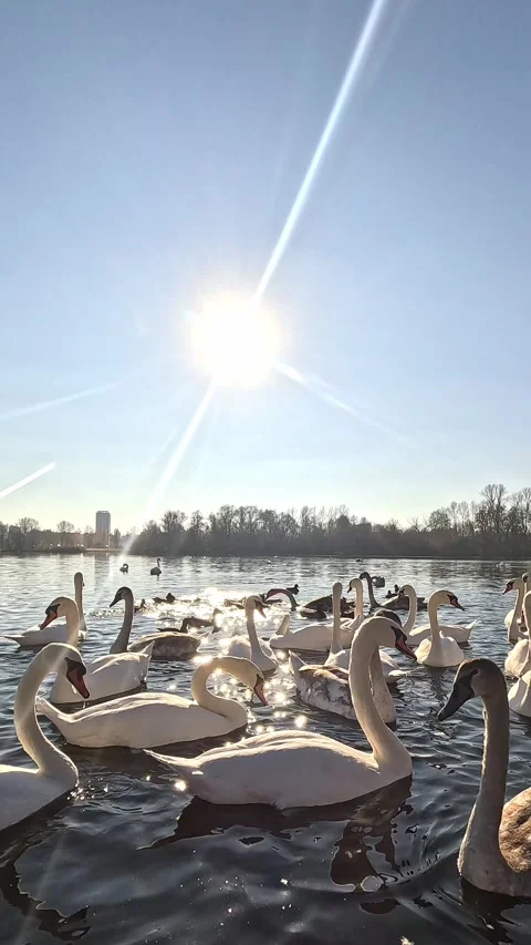 Swan group swimming toward camera on bright sunny lake Stock Footage 322566345