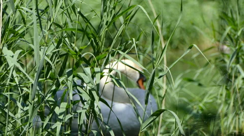 Swan Guarding Nesting Grounds Stock Footage 64727205