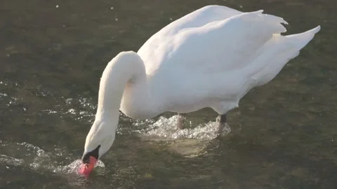 Swan in Hambleden Weir, River Thames in Henley-on-Thames, South England Stock Footage 328041410