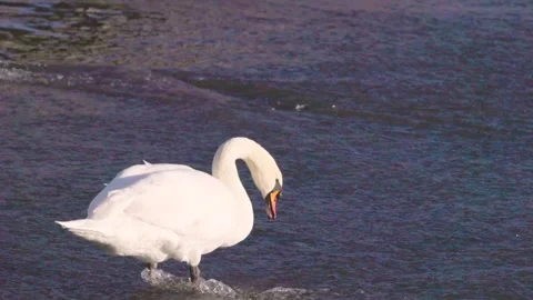 Swan in Hambleden Weir, River Thames in Henley-on-Thames, South England Видео 328041915