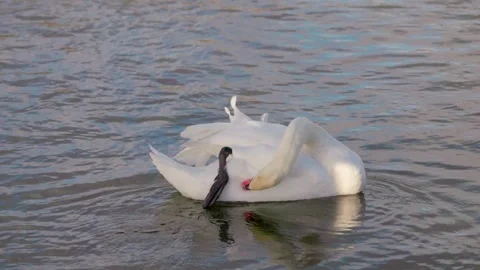 Swan in Hambleden Weir, River Thames in Henley-on-Thames, South England Stock-Footage 328043311