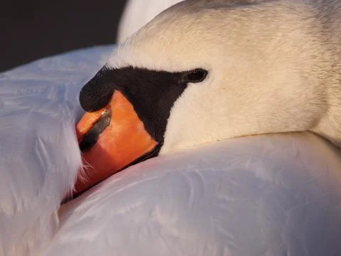 Swan having a rest Stock Photos