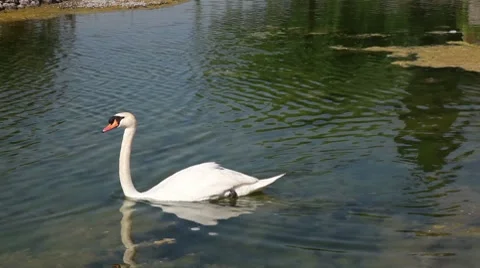 Swan  HD 1080p Stock Footage 7739693