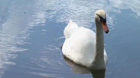 Swan, HD Video stock 5503289