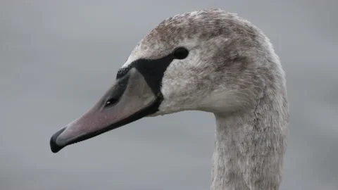 Swan head, close, 4K slomo Stock Footage 169076213