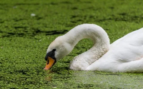 Swan Head Close Up In Algae Covered Water Foto stock