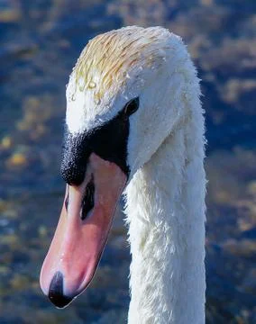 Swan Head close-up Stock Photos