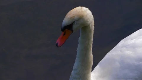 Swan head close up with white feathers and orange beak. Slow motion. Stock Footage 113751956