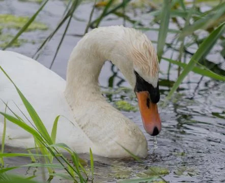 Swan Head Looking Down While Feeding Foto stock