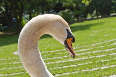 Swan head. Stock Photos