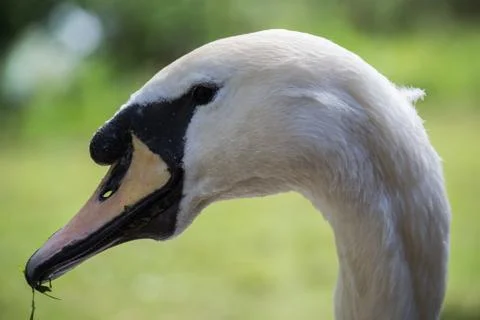 Swan Head Stock Photos