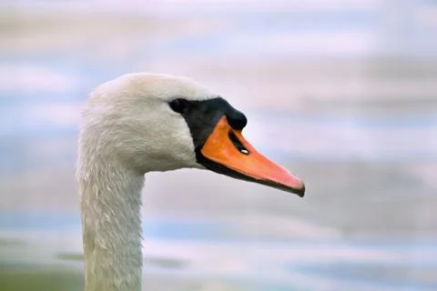 Swan head Stock Photos