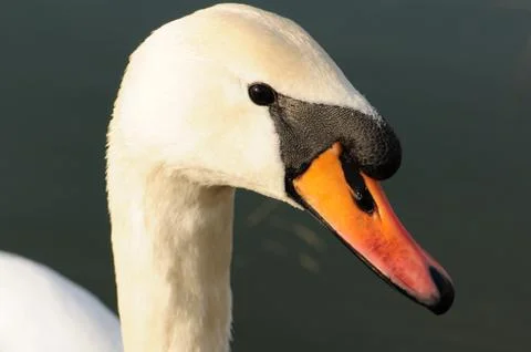 Swan head. Stock Photos