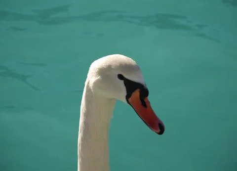 Swan Head Stock Photos