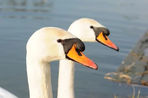 Swan heads. Stock Photos