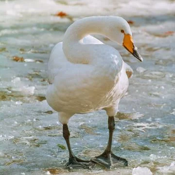 Swan on Ice 写真素材