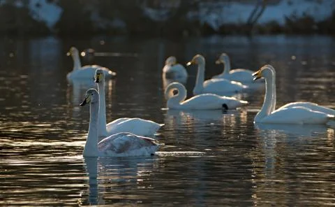 Swan idyll in the sunset Stock Photos