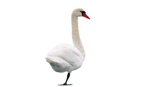 Swan isolated Stock Photos