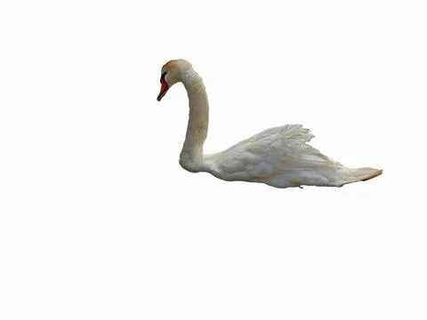 Swan isolated on white background 库存照片
