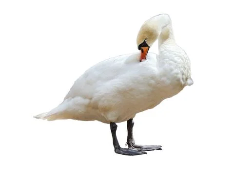 Swan isolated on white background Fotos Stock