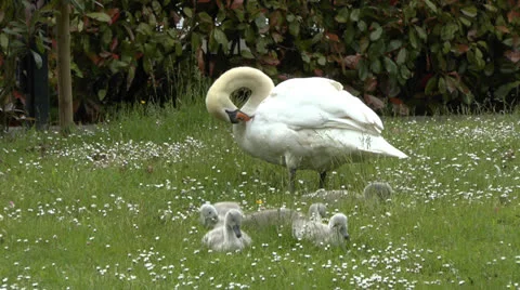 Swan Itching with Cygnets Beside 動画素材 25346015