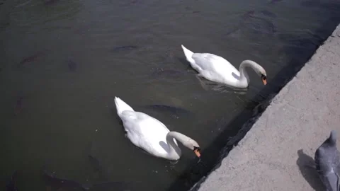 Swan - Japan Stock Footage 149380726