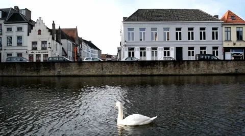 A swan is joined by another. Both swim out of shot on a canal in Bruges, Belgium Stock Footage 45261127