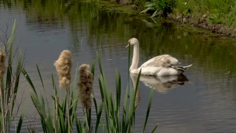 Swan juvenile Video stock 142212606