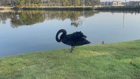 Swan on lake 1 Stock Footage 325561246